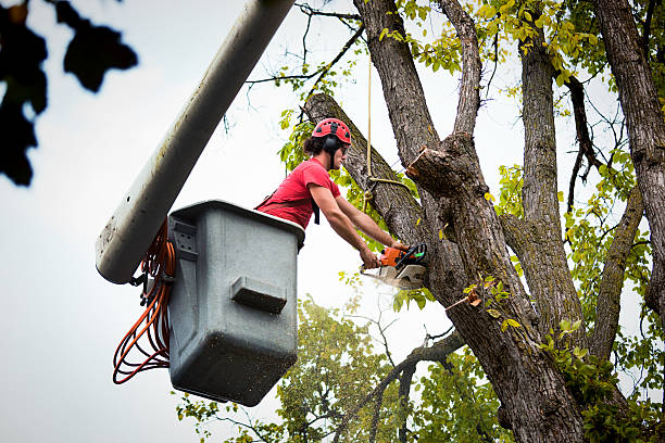 Best Commercial Tree Removal  in Winsted, MN